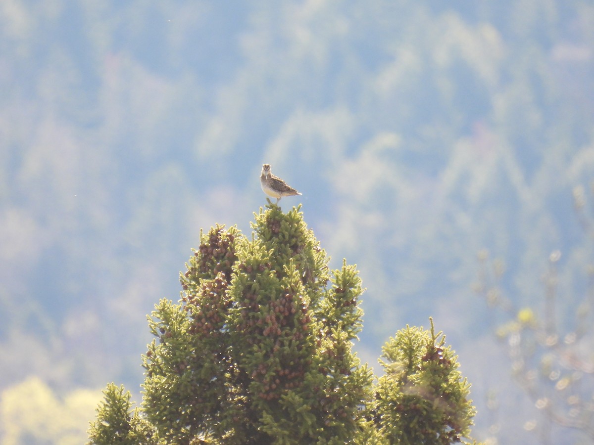 Wilson's Snipe - ML635694892