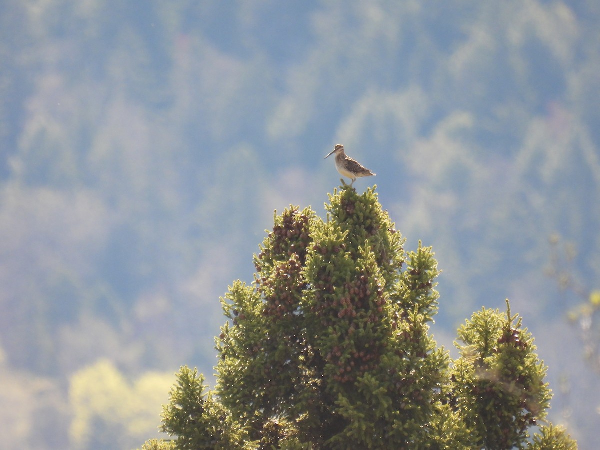 Wilson's Snipe - ML635694893