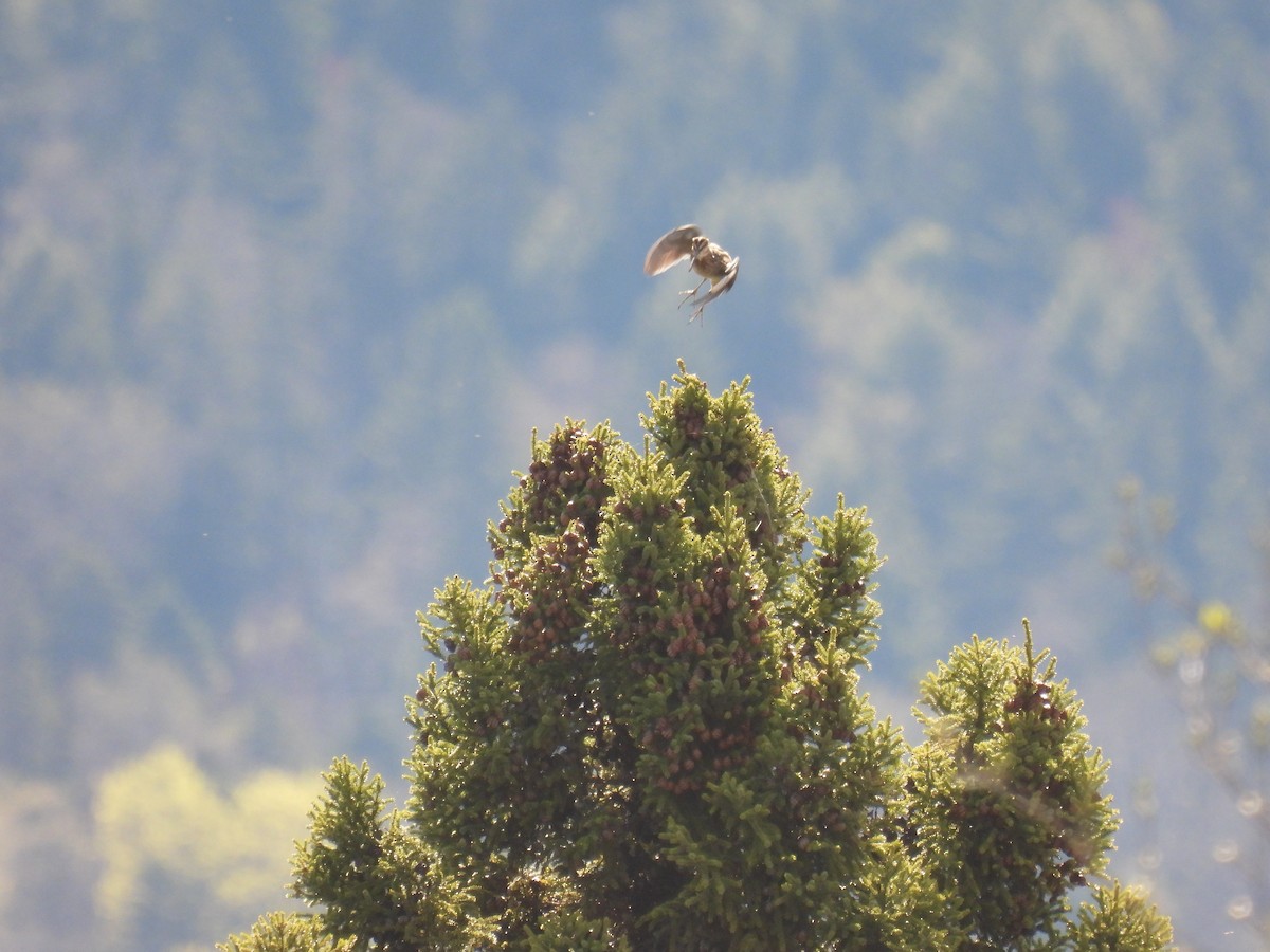 Wilson's Snipe - ML635694894