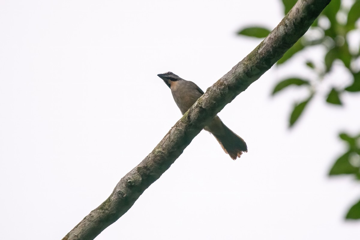 brunstrupesaltator - ML635695206