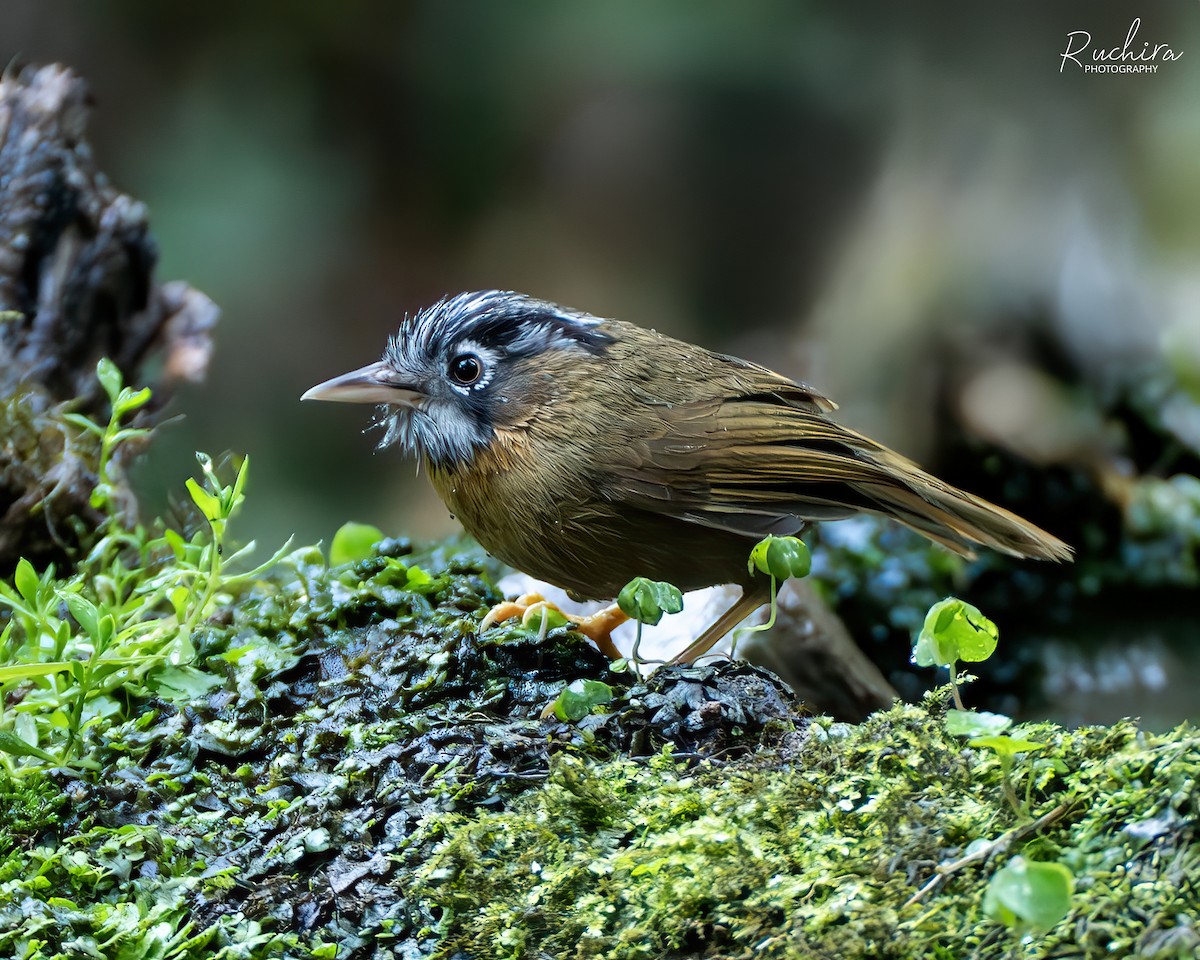 Gray-throated Babbler - ML635695259