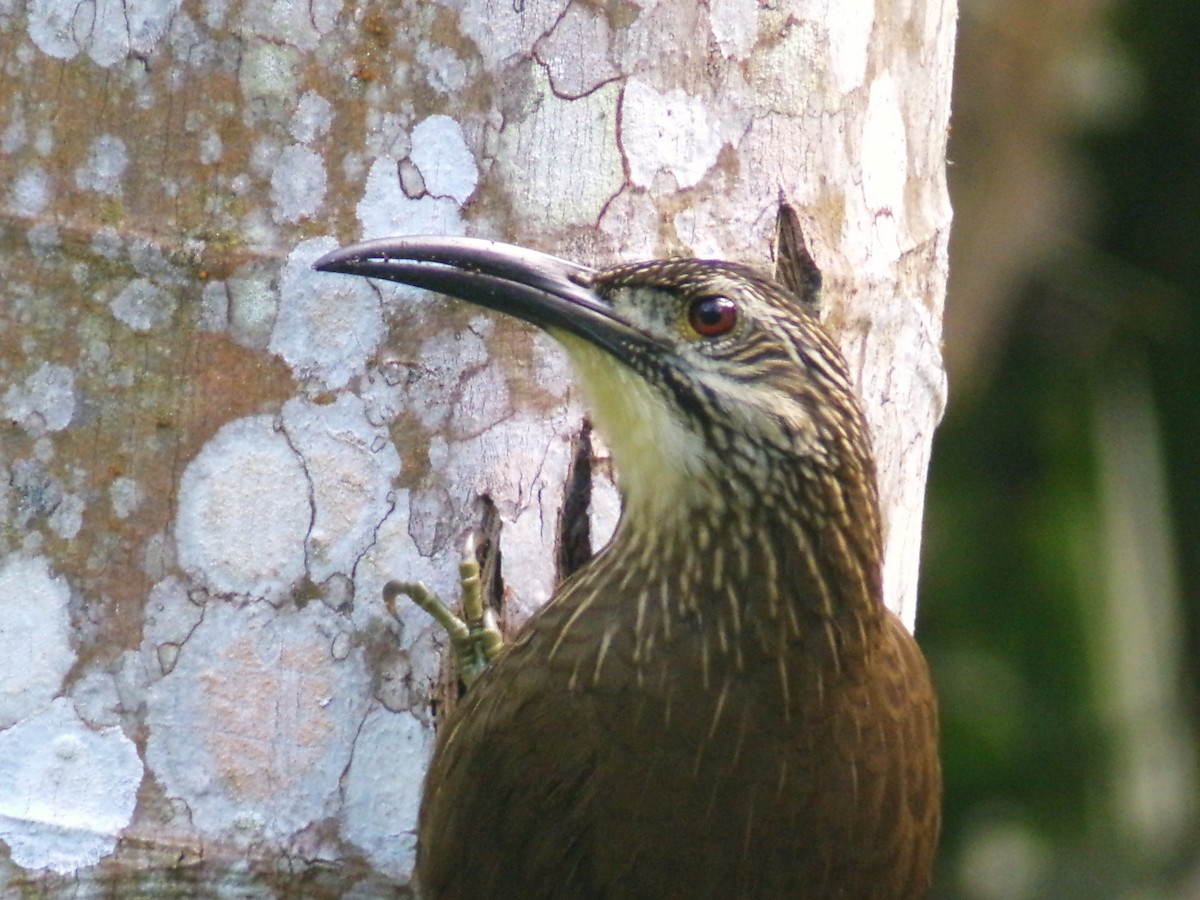 White-throated Woodcreeper - ML635695282