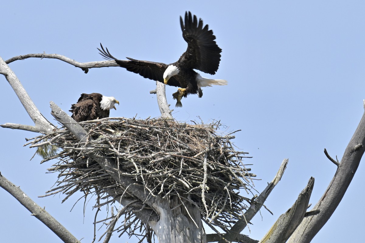 Bald Eagle - ML635695306