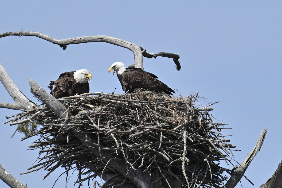 Bald Eagle - ML635695311