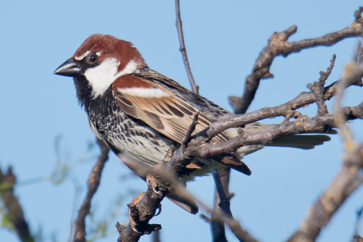 Spanish Sparrow - ML635695346