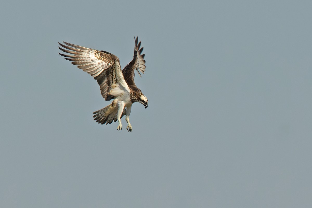 Águila Pescadora - ML635695357