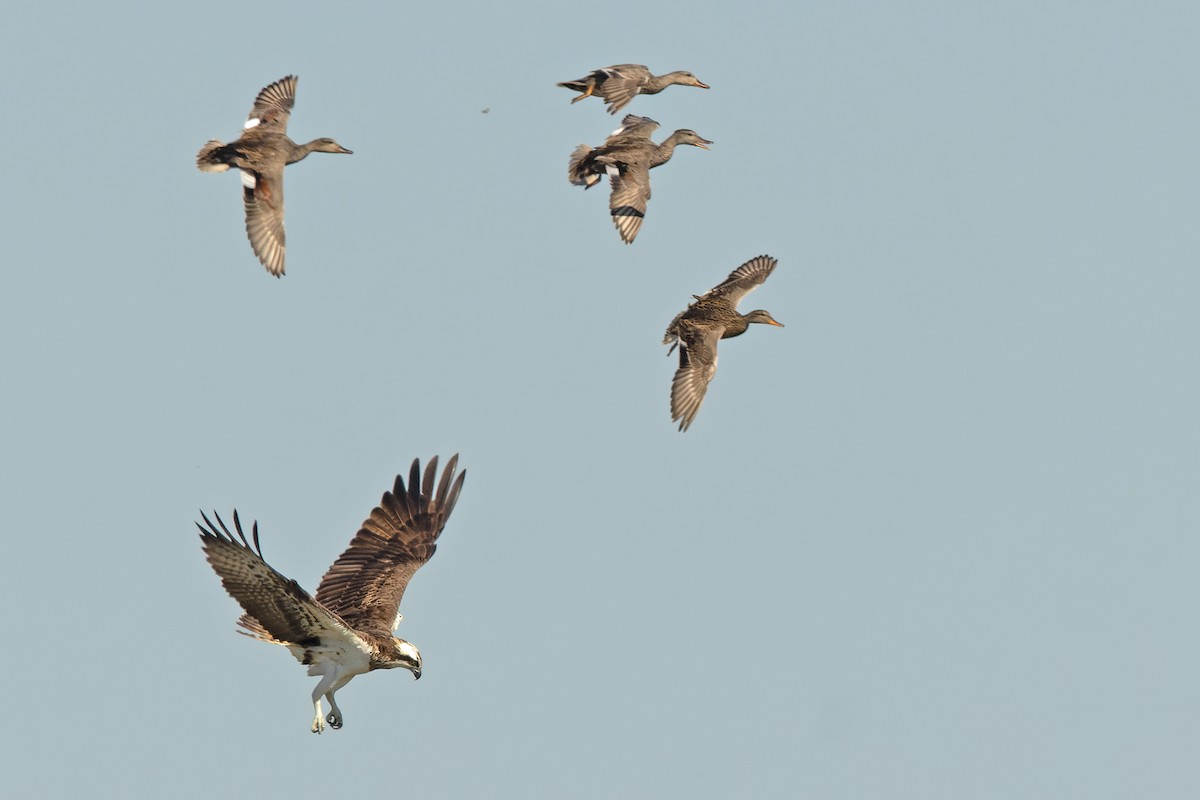 Águila Pescadora - ML635695358