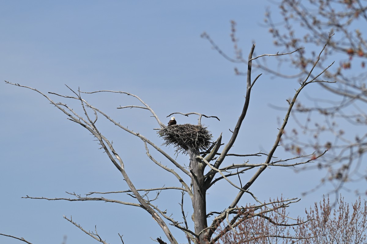 Bald Eagle - ML635695381