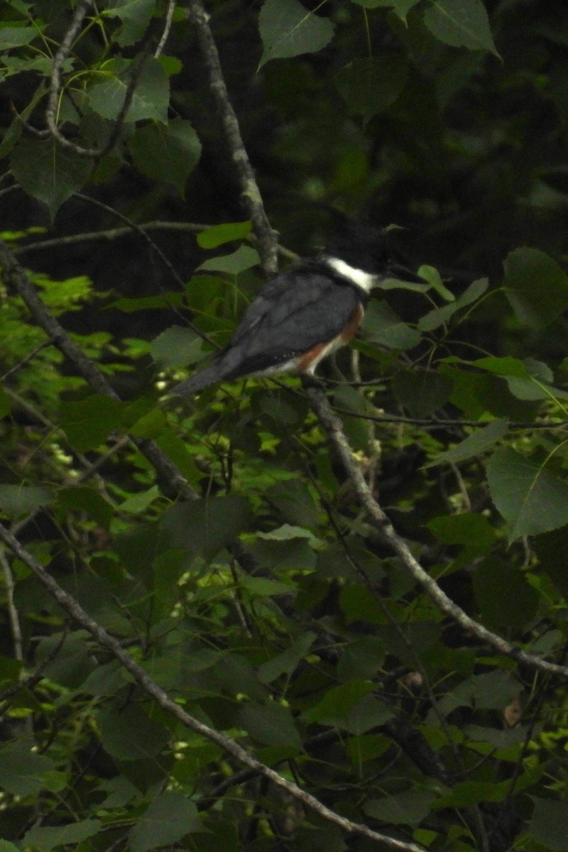 Belted Kingfisher - ML635695420