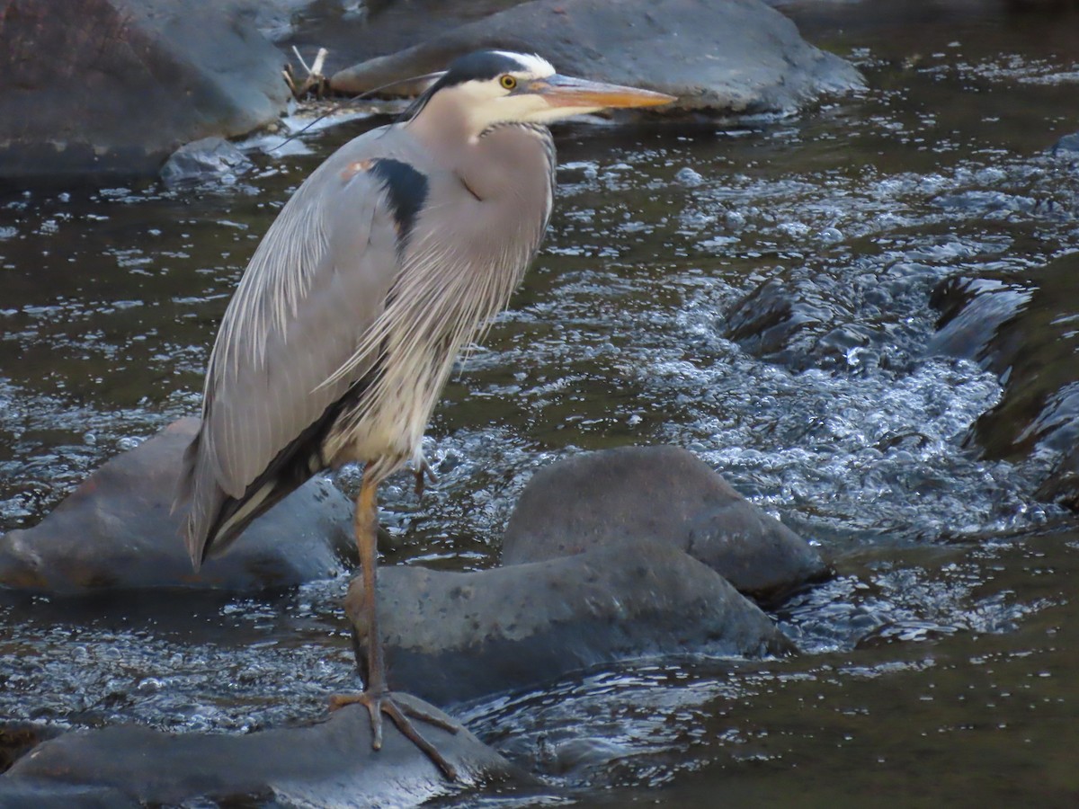 Great Blue Heron - ML635695443