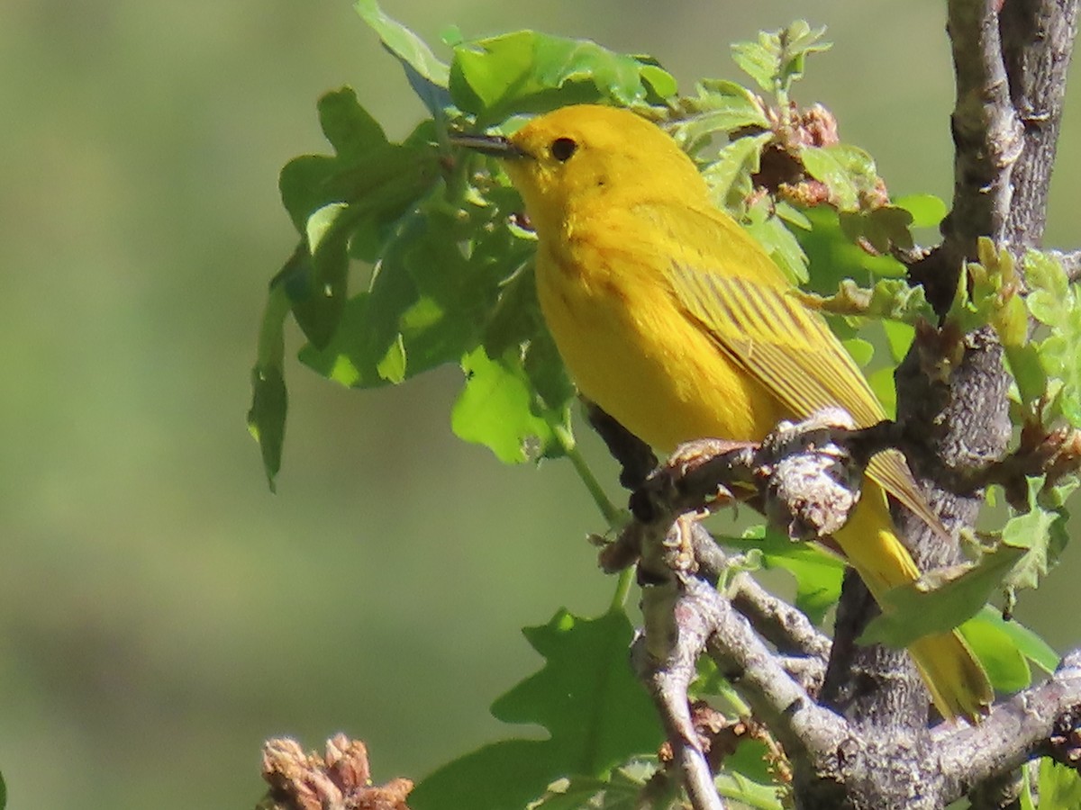 Yellow Warbler - ML635695468