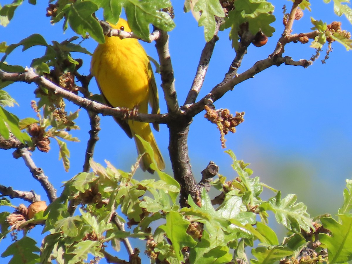 Yellow Warbler - ML635695474