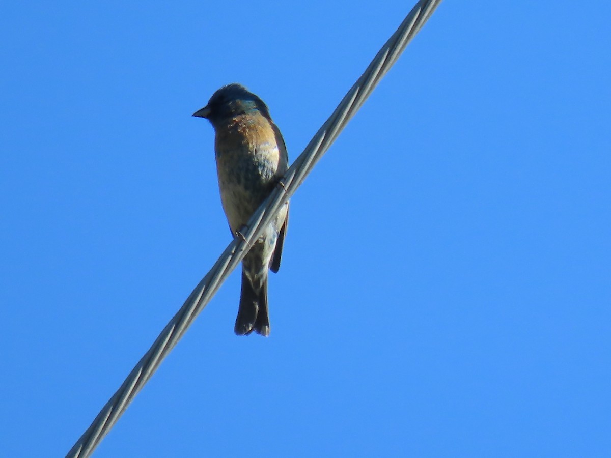 Lazuli Bunting - ML635695484