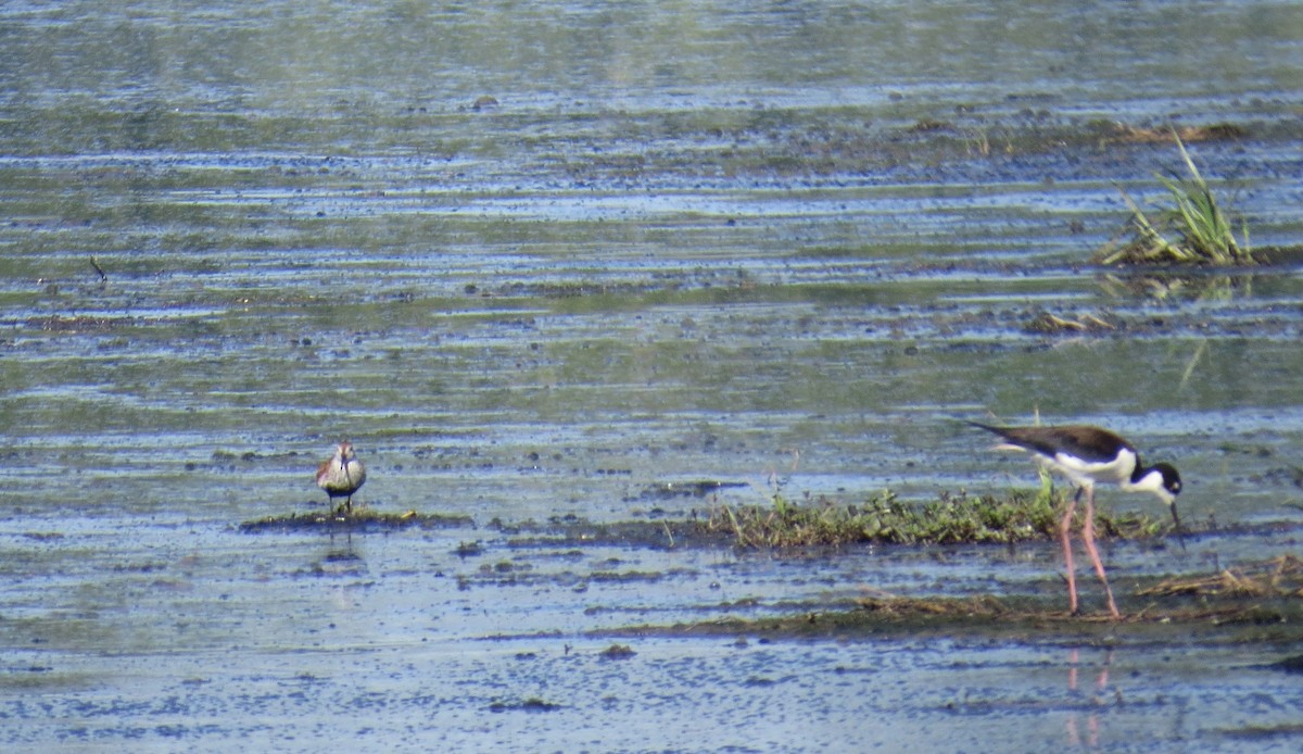 Dunlin - ML635695594