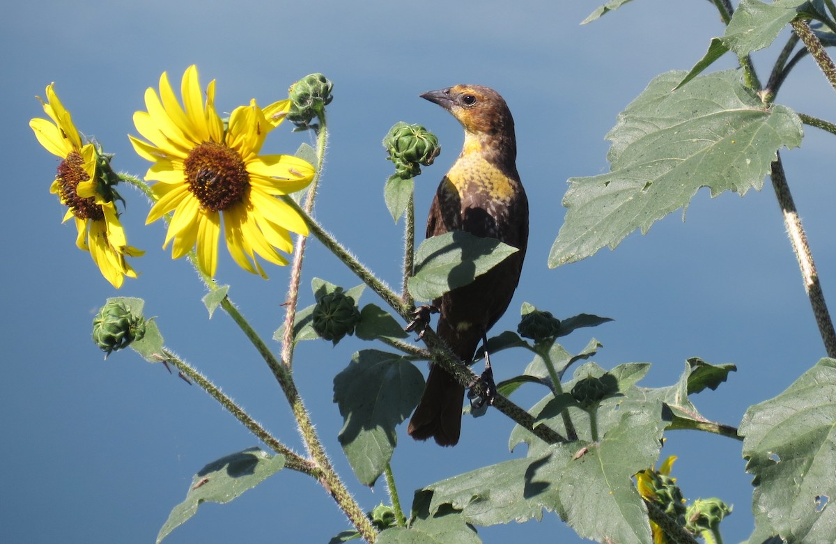 Yellow-headed Blackbird - ML635695614