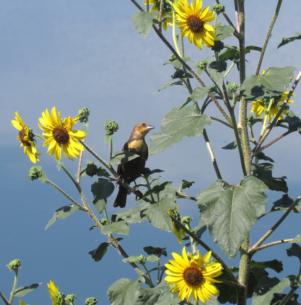 Yellow-headed Blackbird - ML635695620