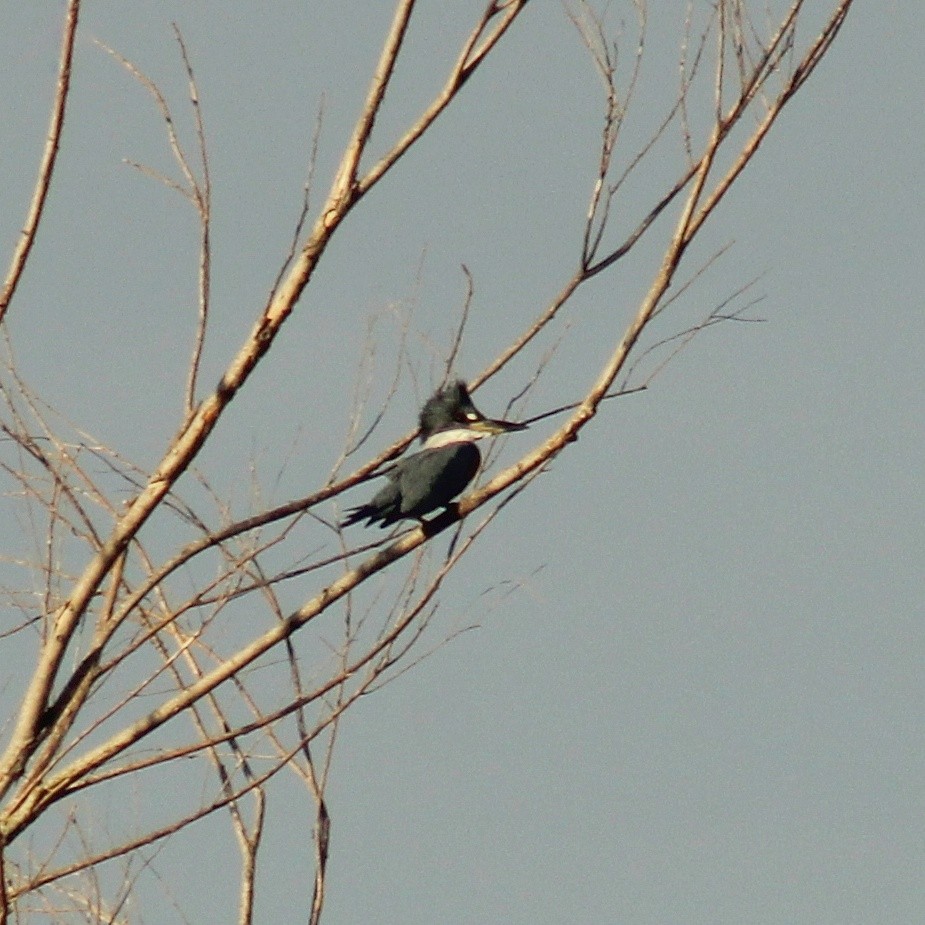 ringisfugl (torquata/stictipennis) - ML635695721