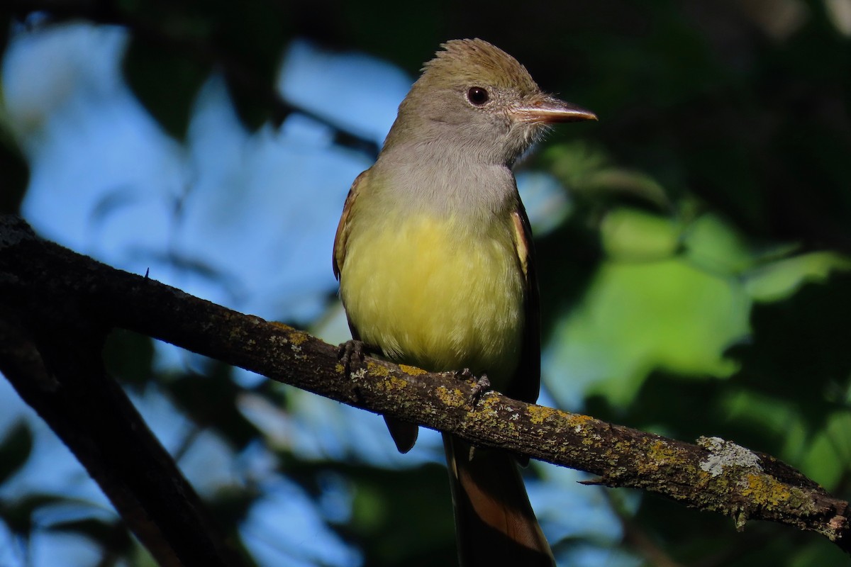 Great Crested Flycatcher - ML635695778