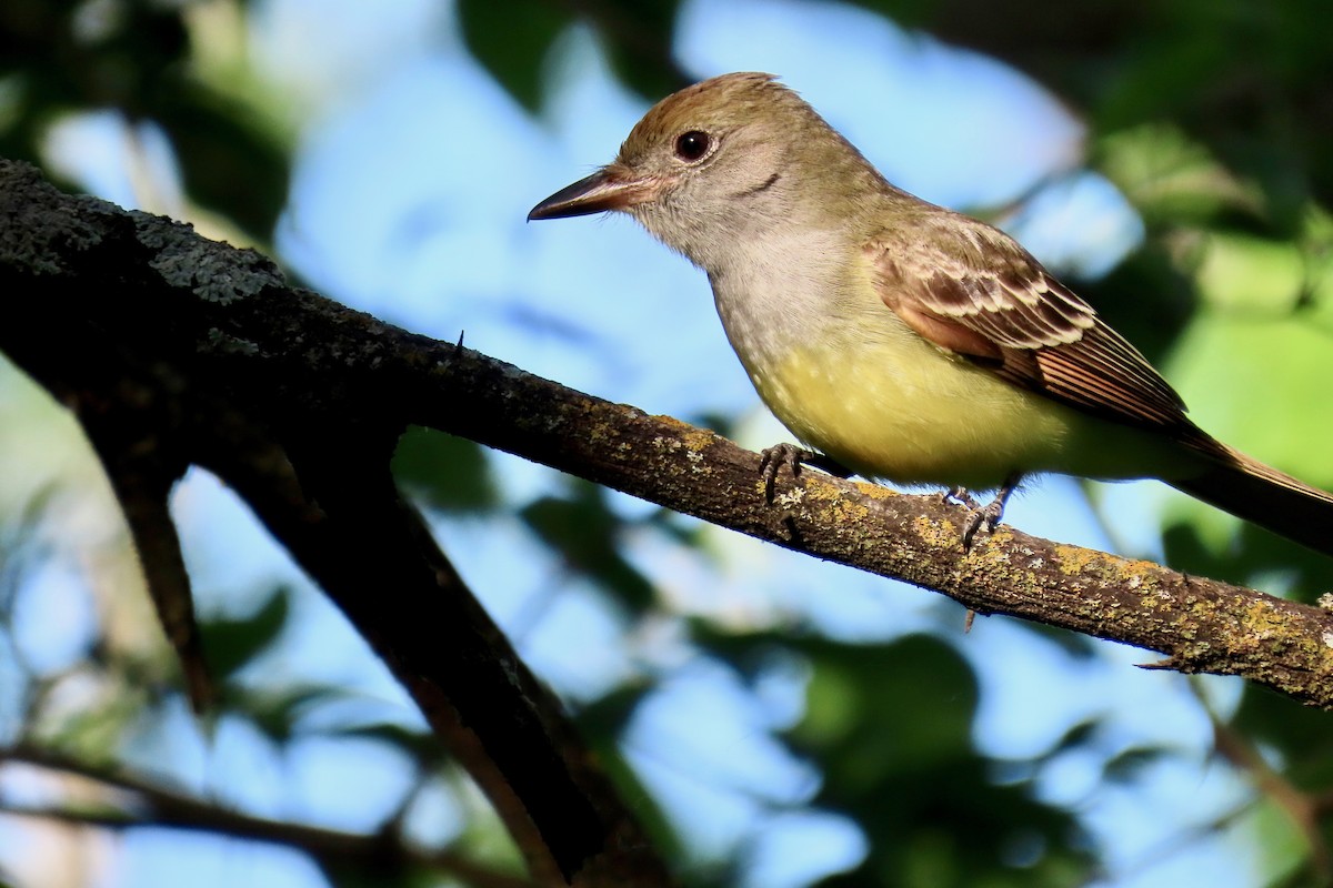Great Crested Flycatcher - ML635695779