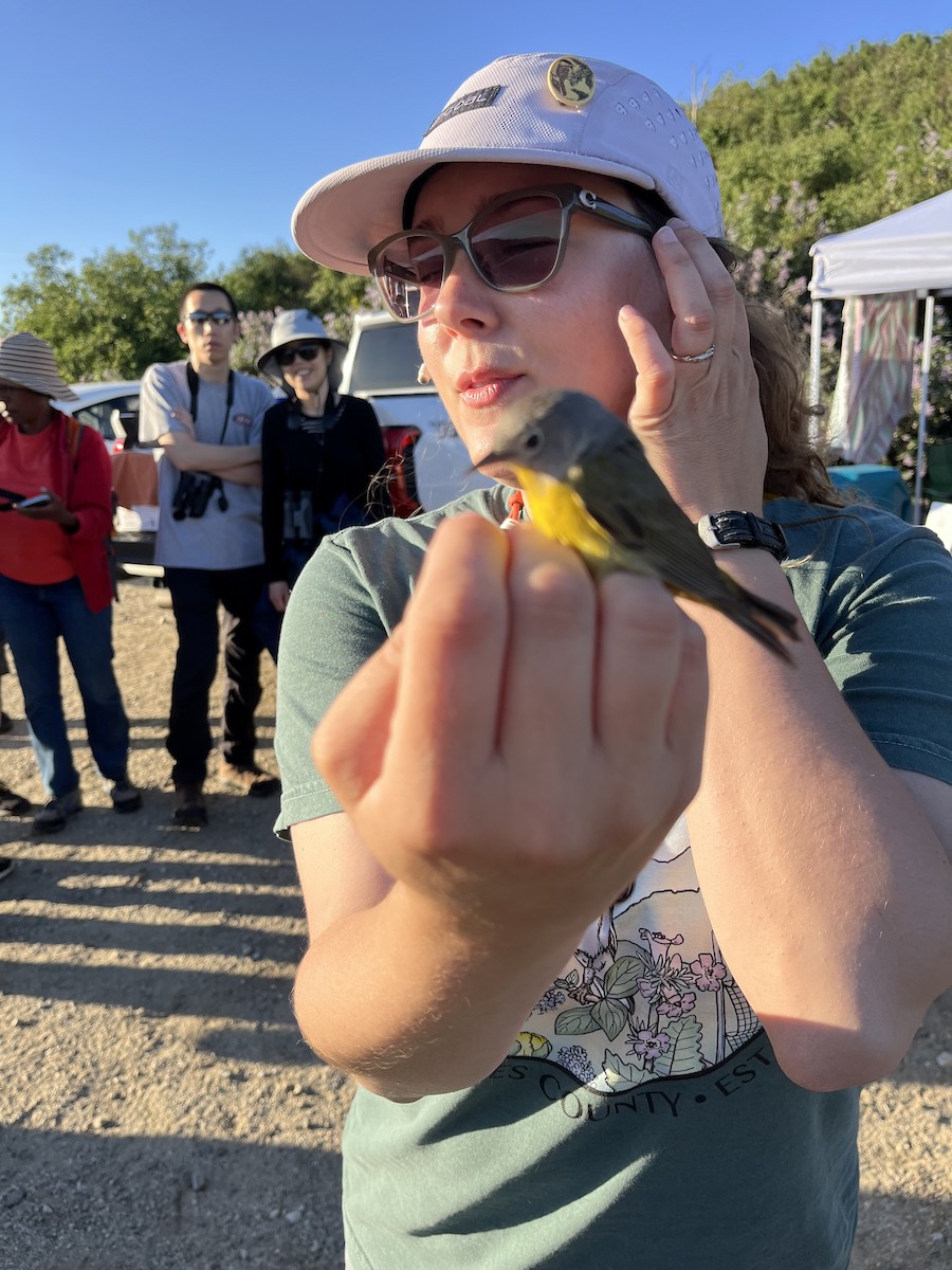 Nashville Warbler - ML635695790