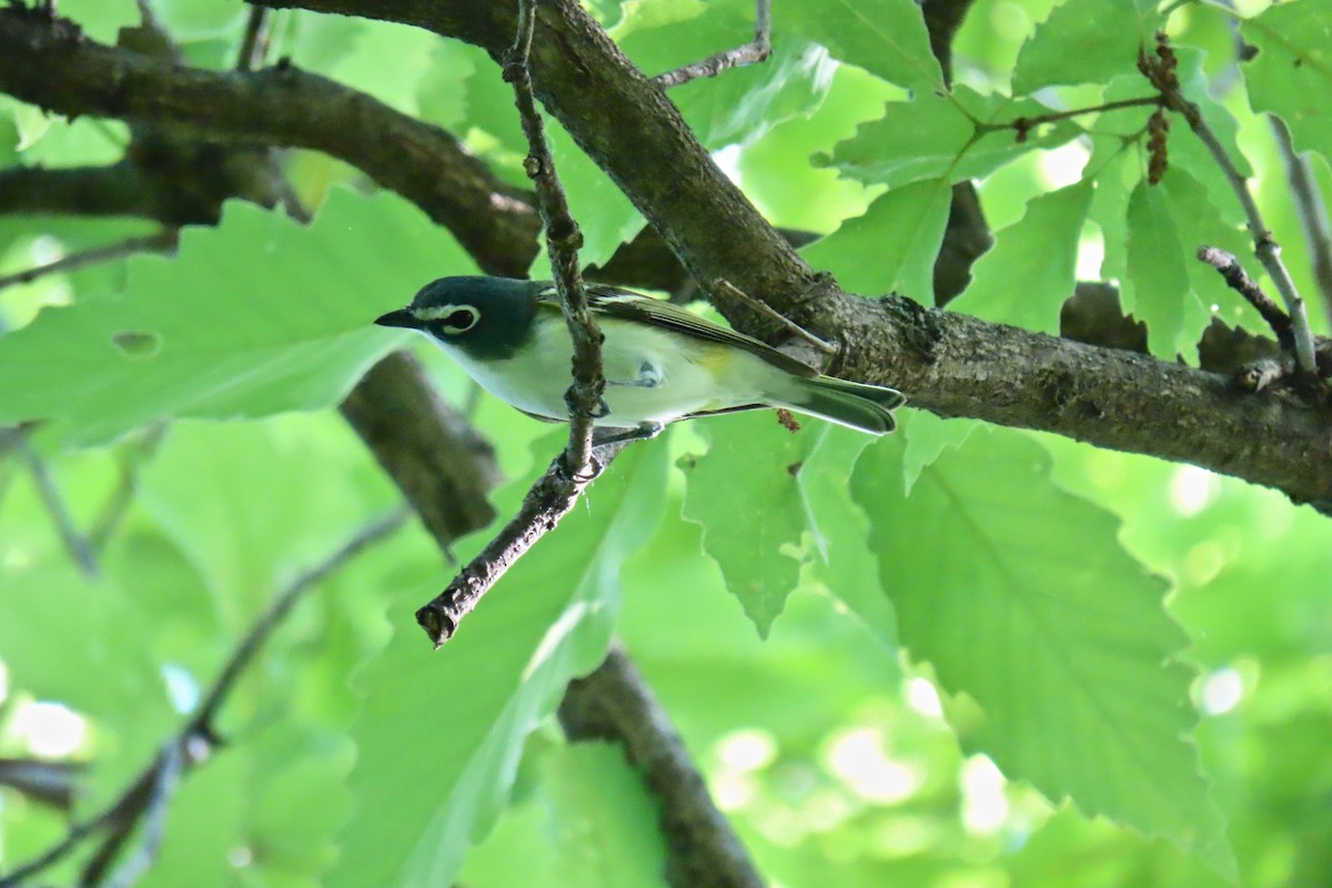 Blue-headed Vireo - ML635695796