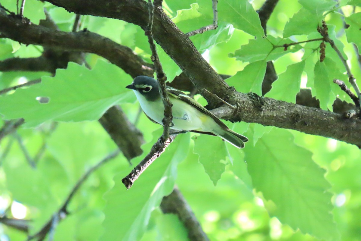 Blue-headed Vireo - ML635695797