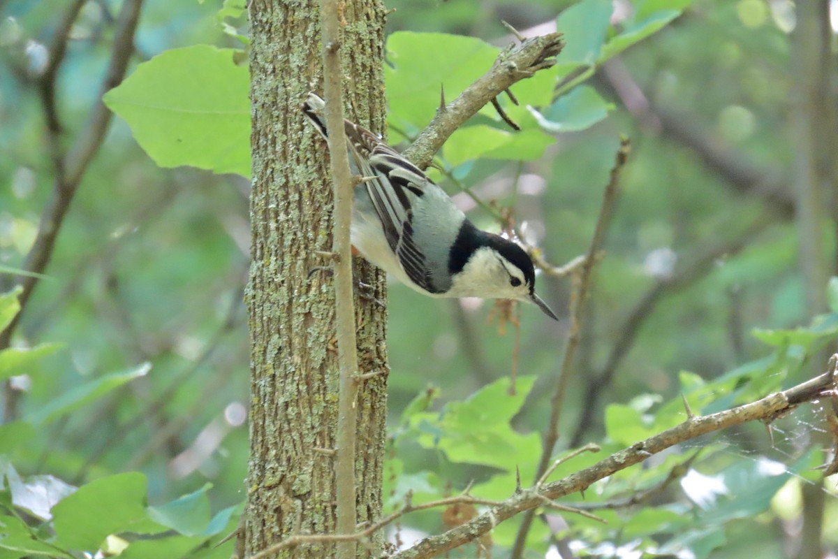 White-breasted Nuthatch - ML635695842