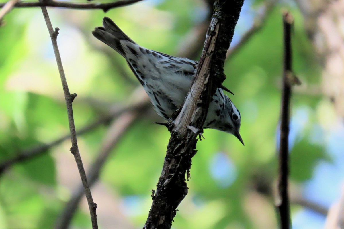 Black-and-white Warbler - ML635695892