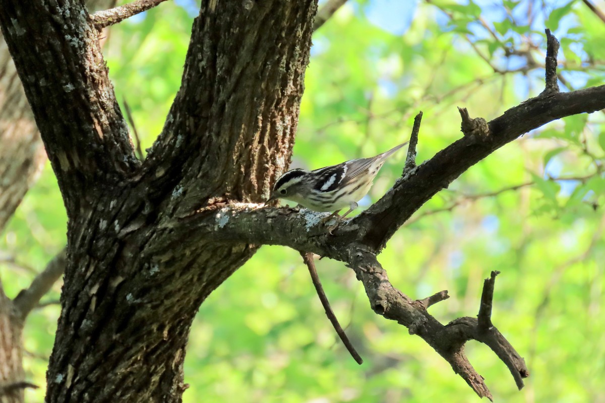 Black-and-white Warbler - ML635695893