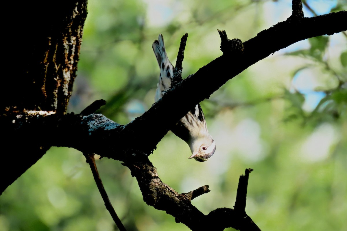 Black-and-white Warbler - ML635695894