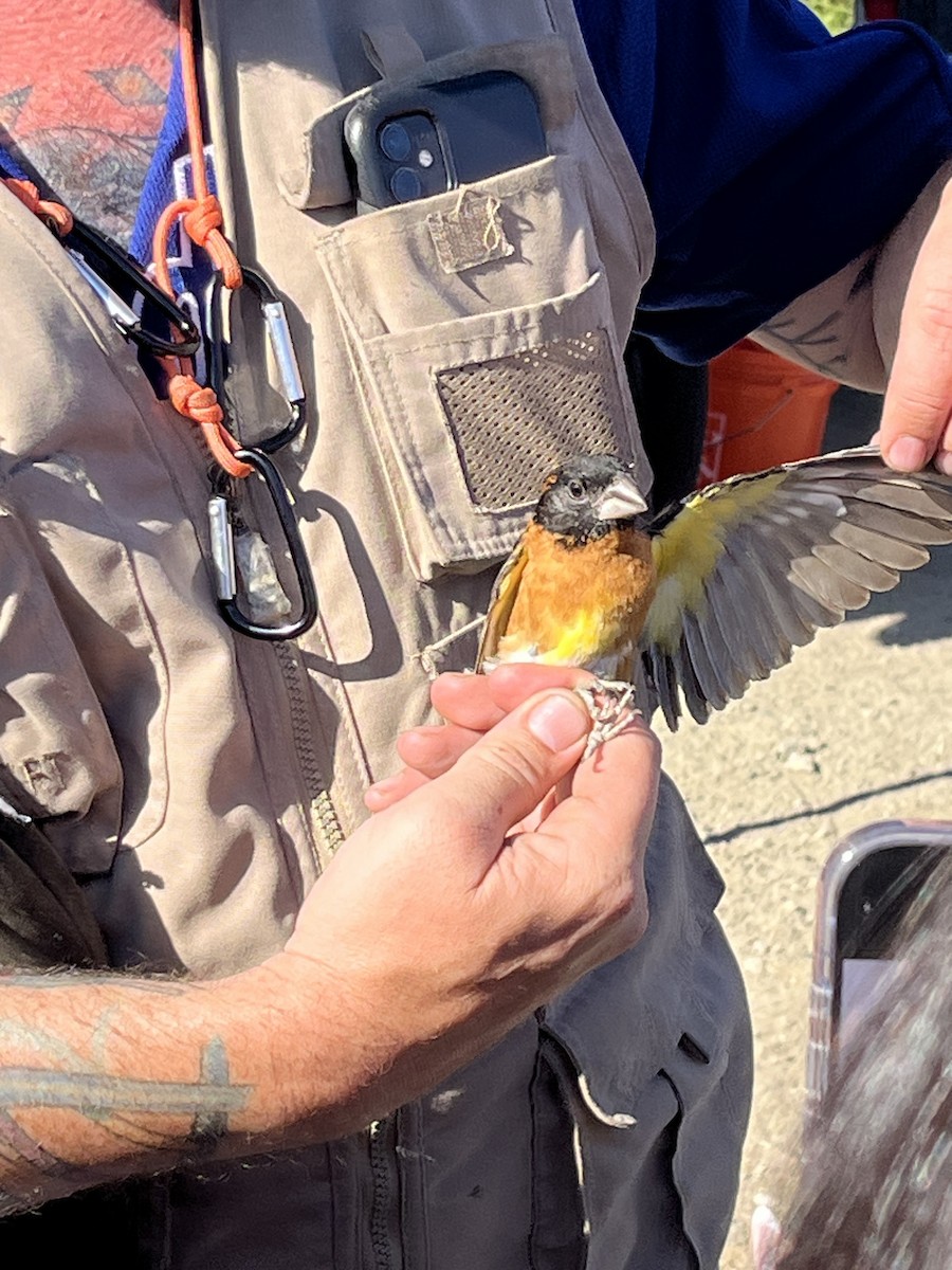 Black-headed Grosbeak - ML635695896