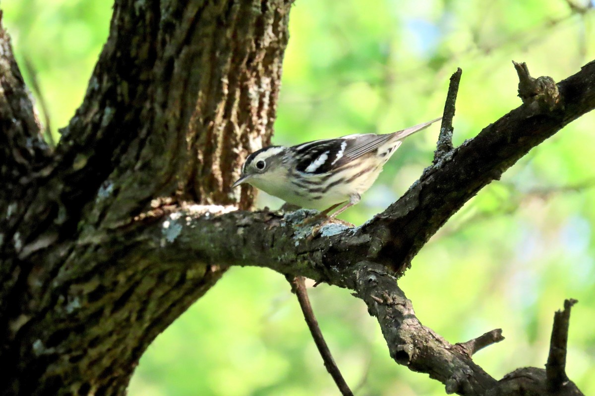 Black-and-white Warbler - ML635695897