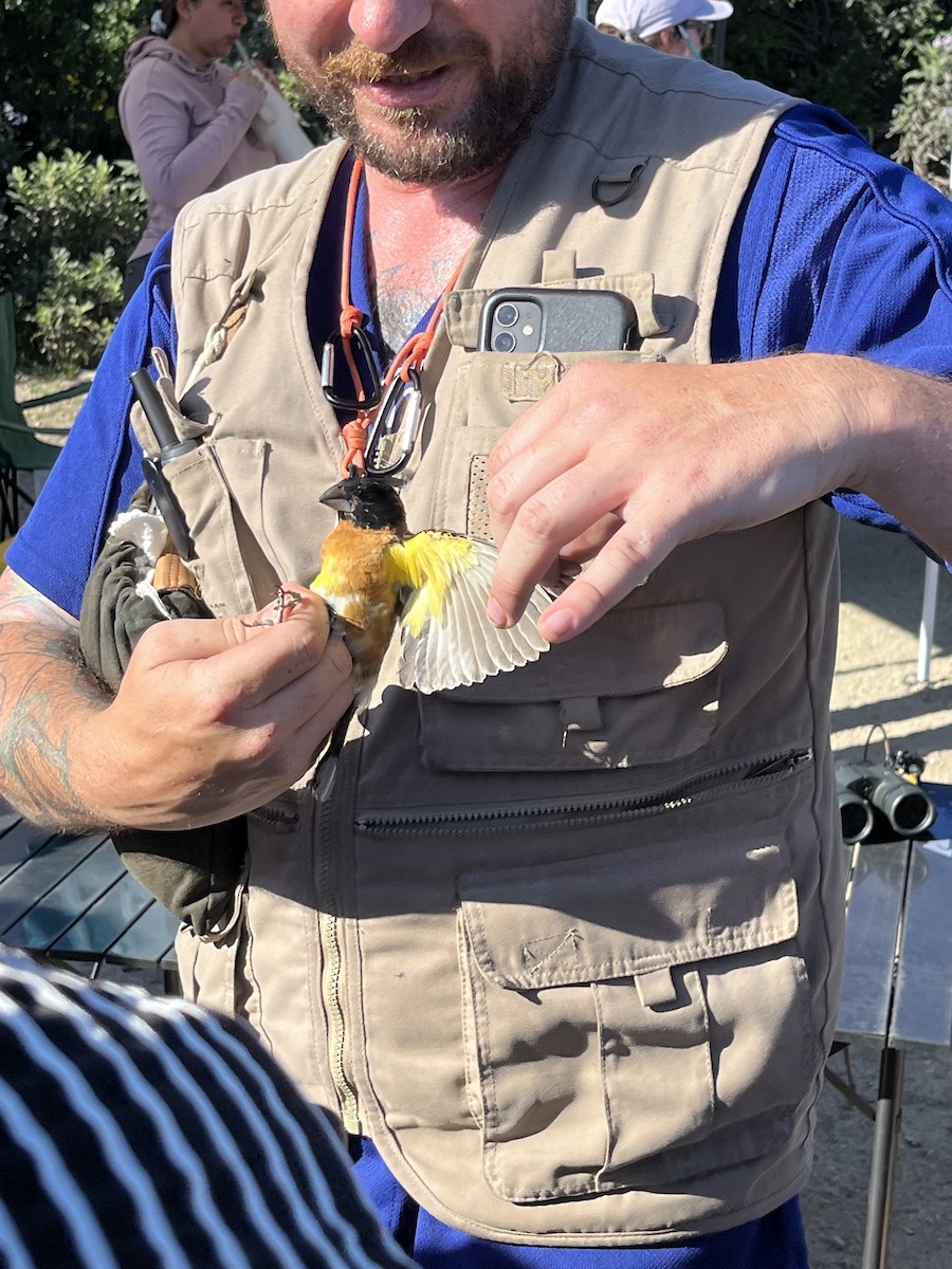 Black-headed Grosbeak - ML635695898