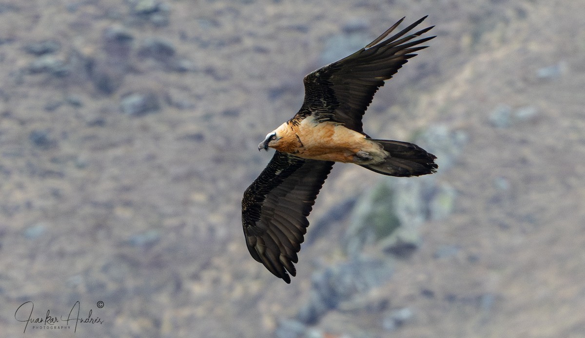 Bearded Vulture - ML635695918
