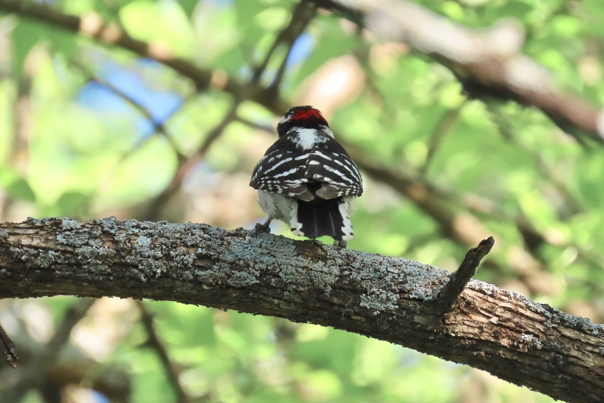 Downy Woodpecker - ML635695931