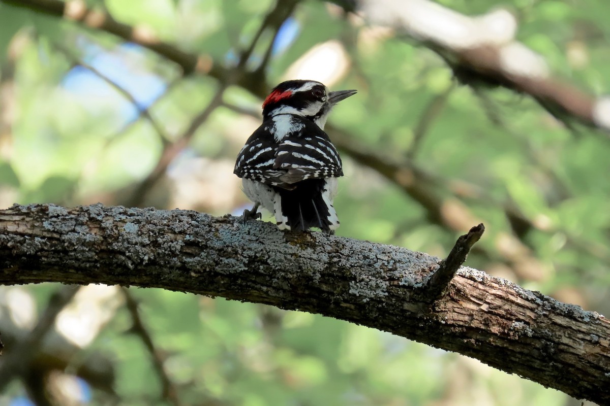 Downy Woodpecker - ML635695936