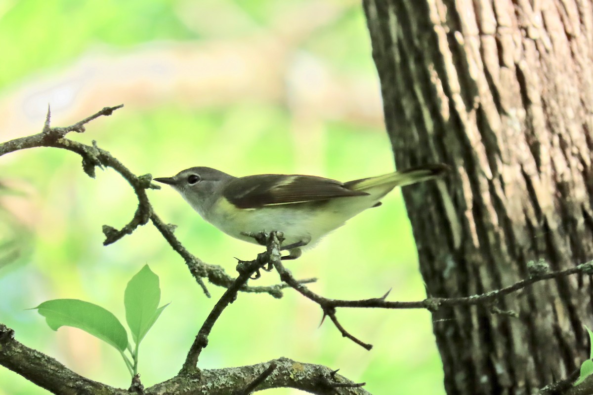American Redstart - ML635695948