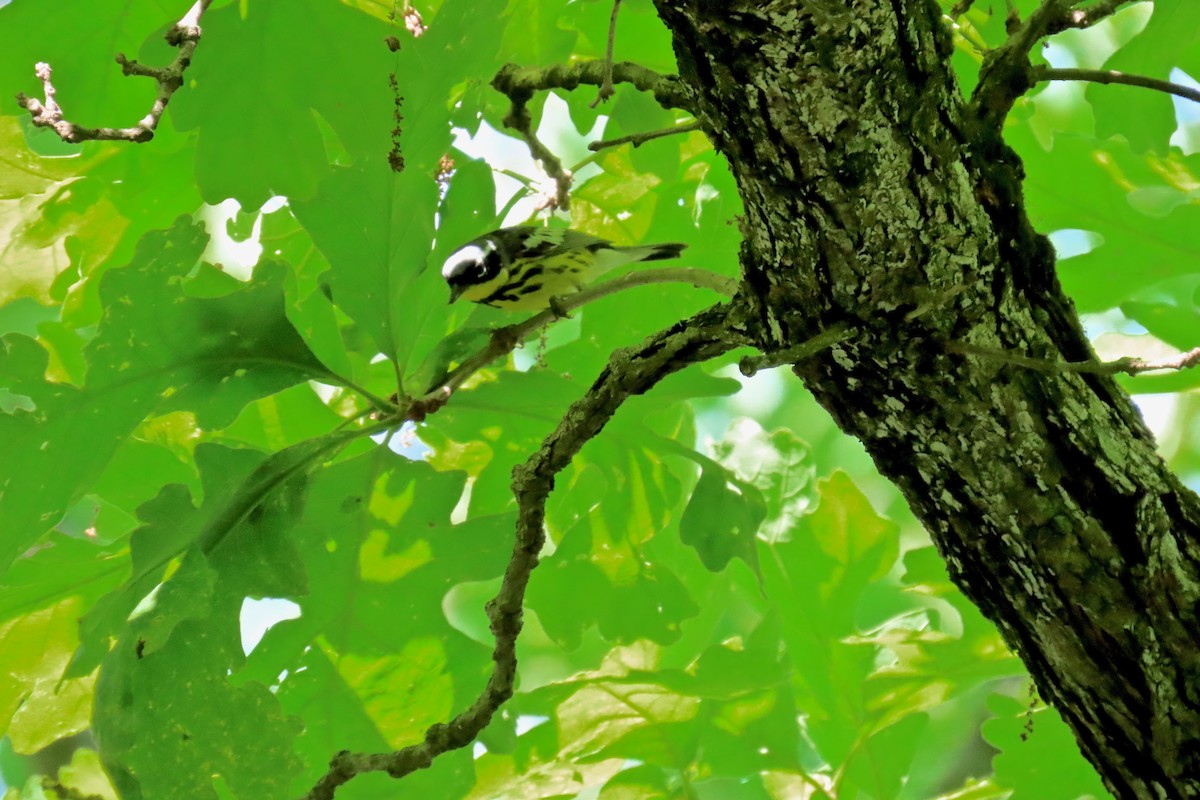 Magnolia Warbler - ML635695987