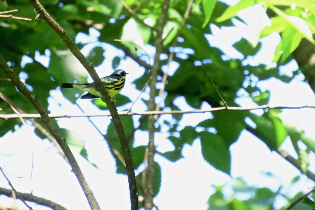 Magnolia Warbler - ML635695990