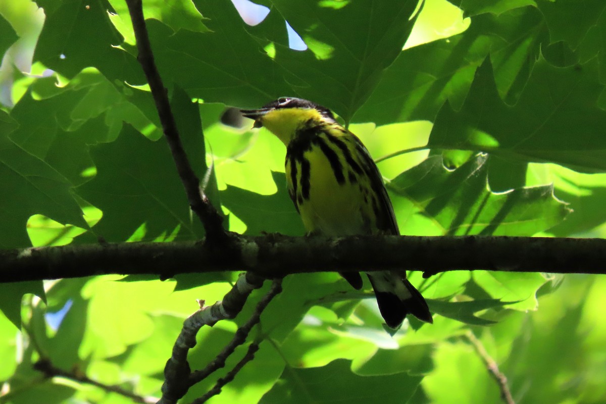 Magnolia Warbler - ML635695991