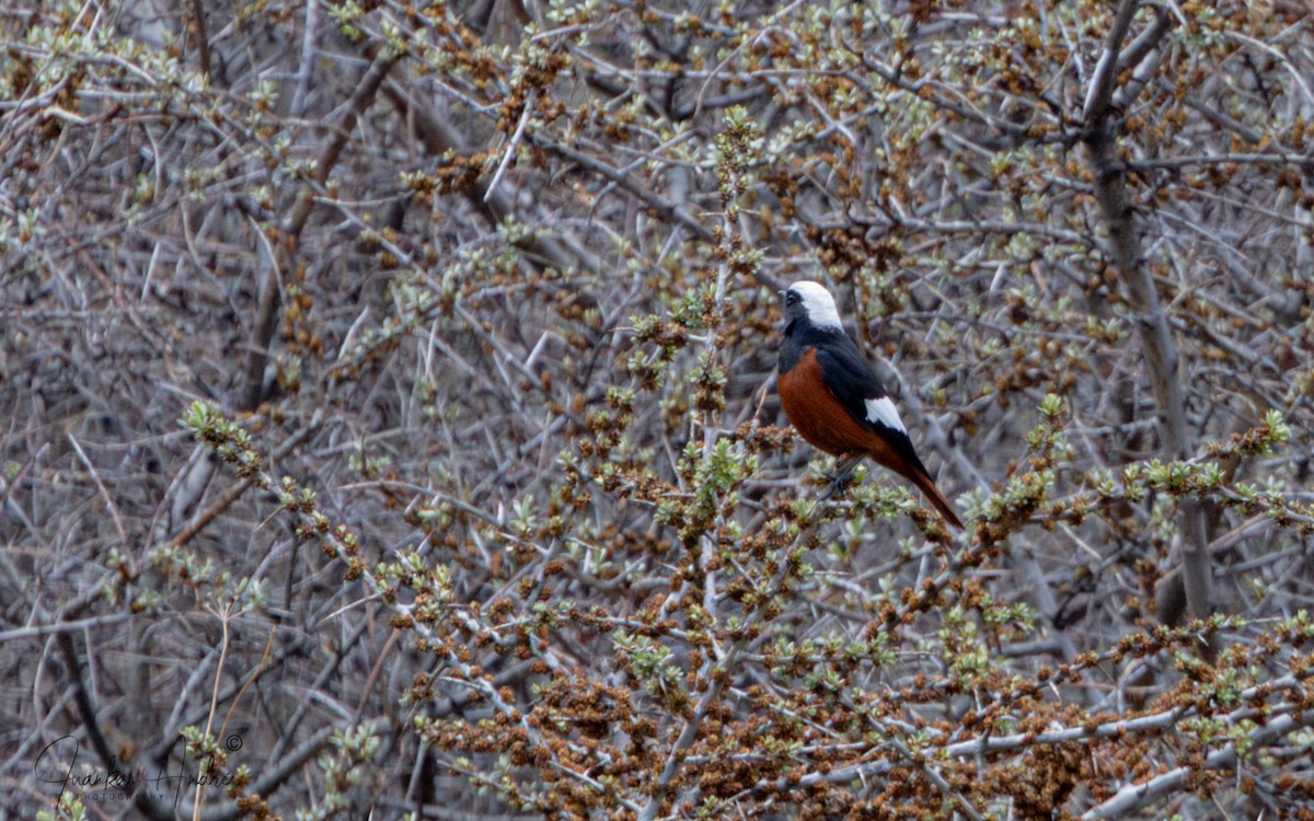 White-winged Redstart - ML635695997