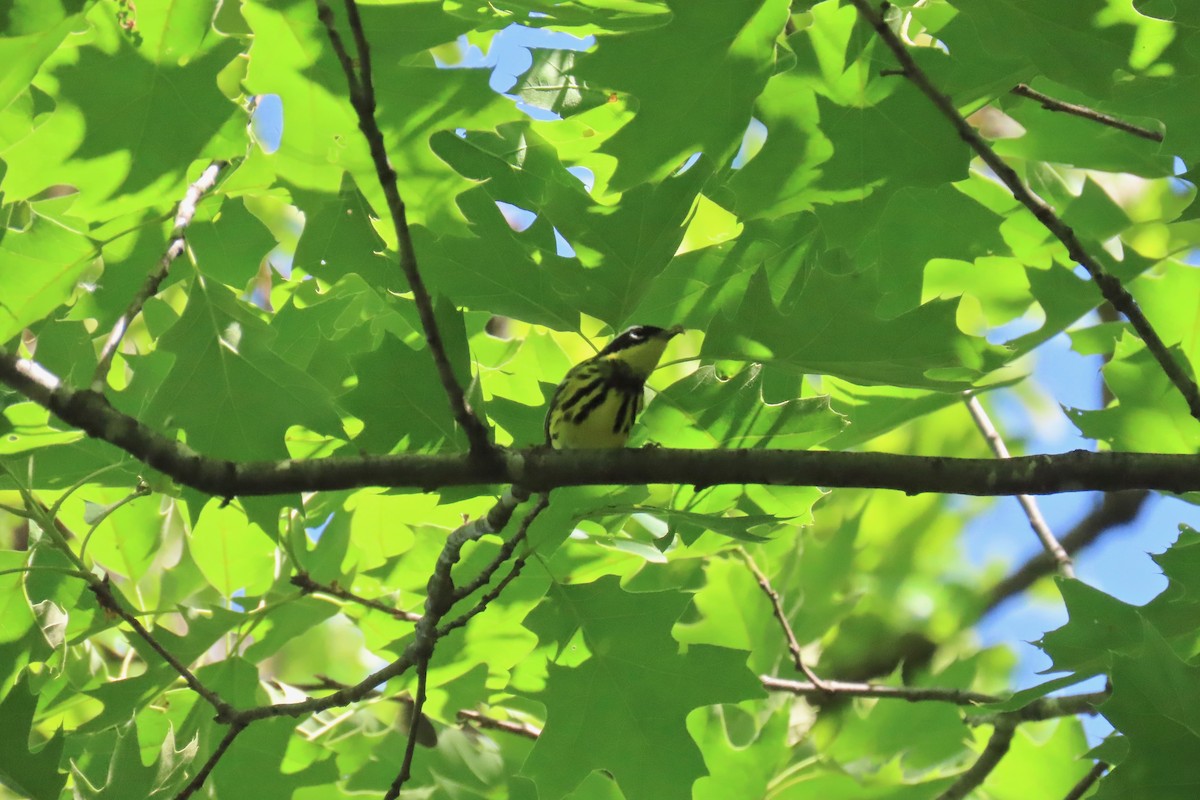Magnolia Warbler - ML635696005