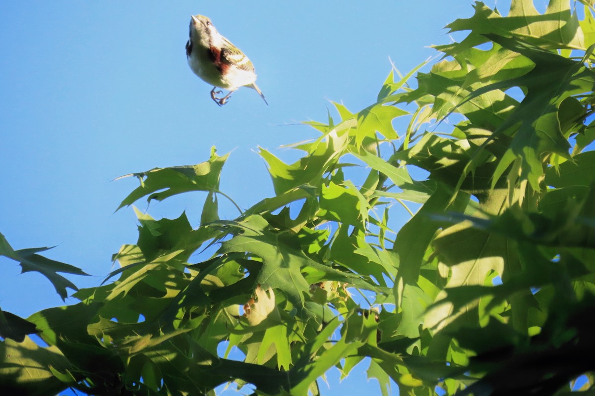 Chestnut-sided Warbler - ML635696006