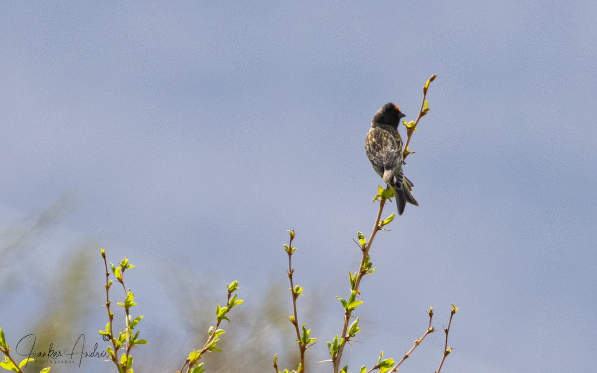 Fire-fronted Serin - ML635696011