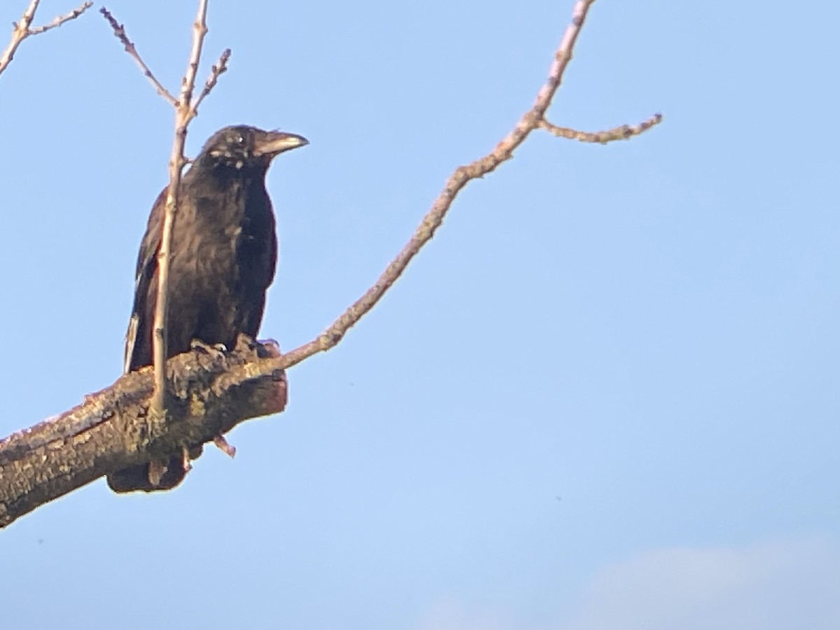 Carrion Crow - ML635696032