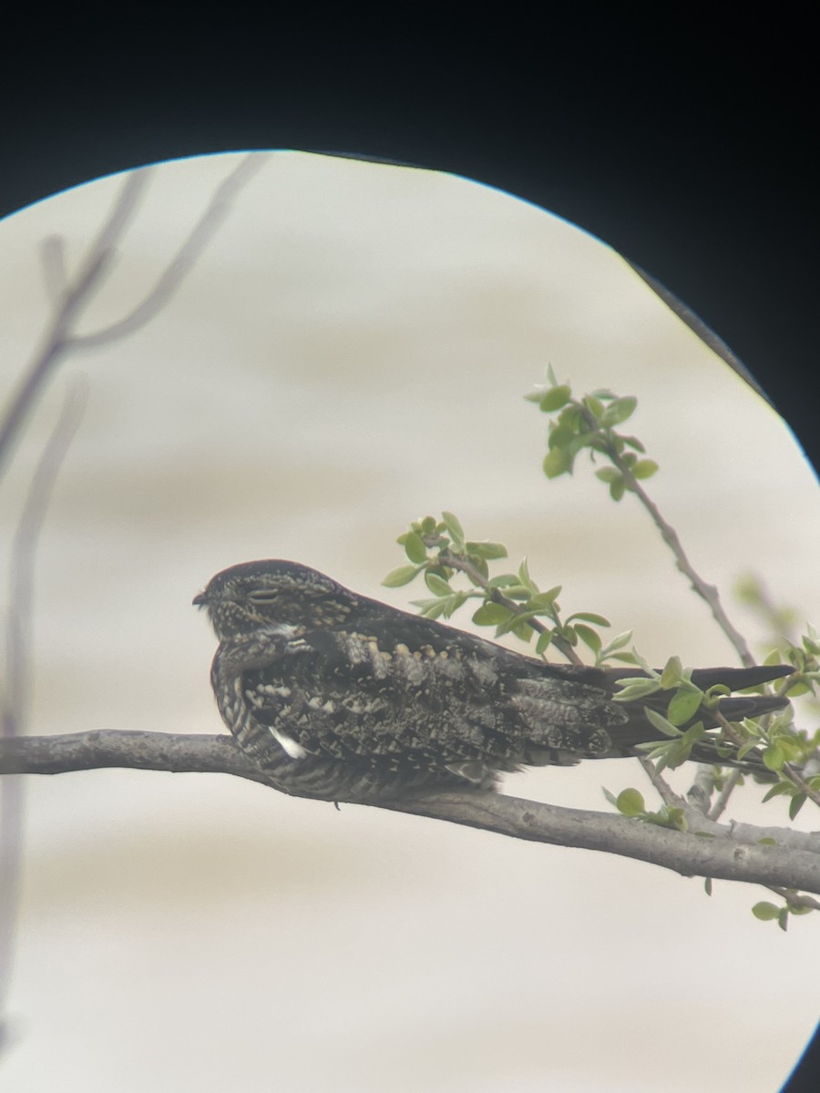Common Nighthawk - ML635696052