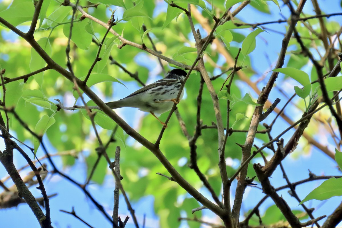 Blackpoll Warbler - ML635696085