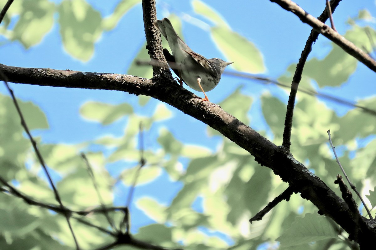 Blackpoll Warbler - ML635696086