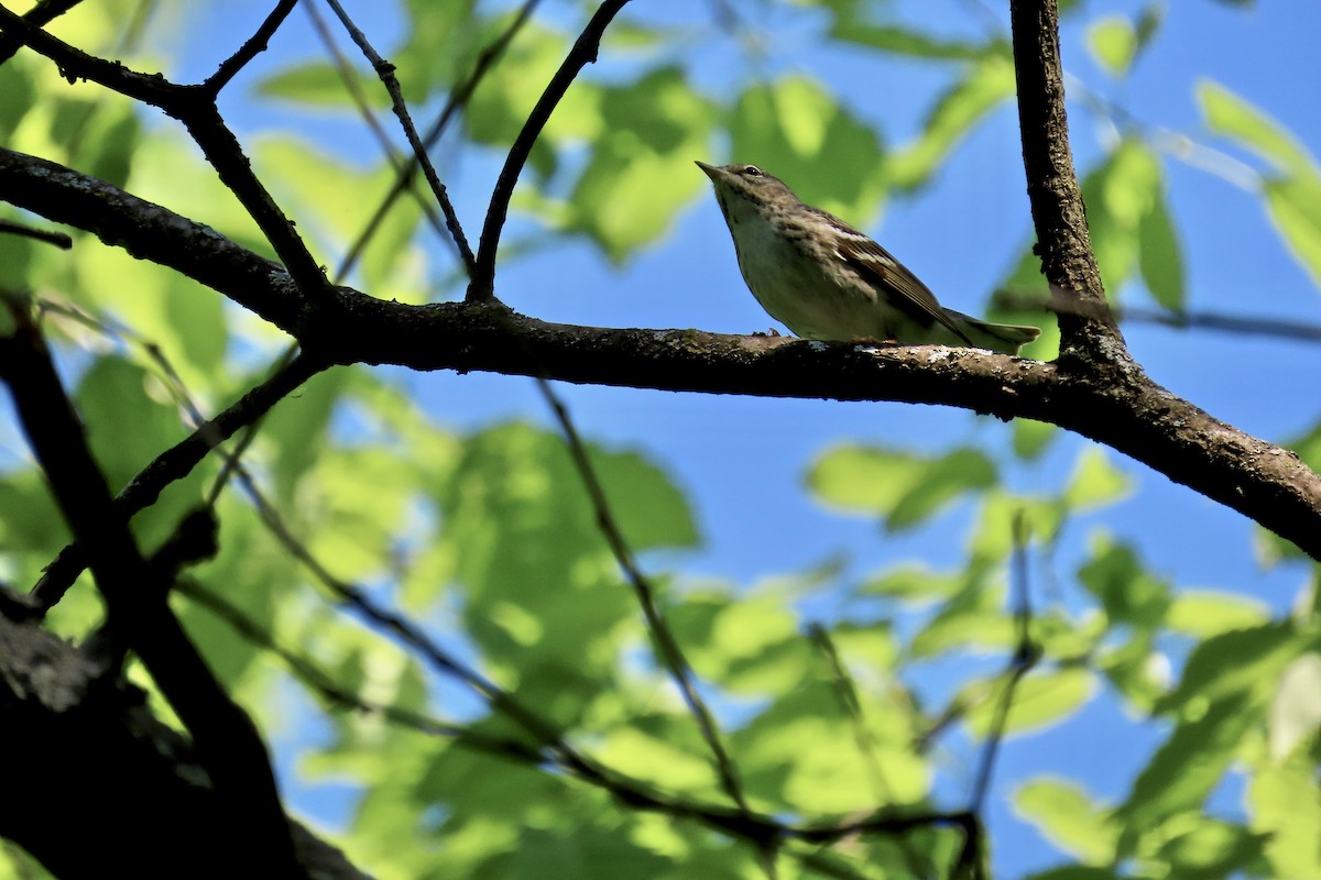 Blackpoll Warbler - ML635696088