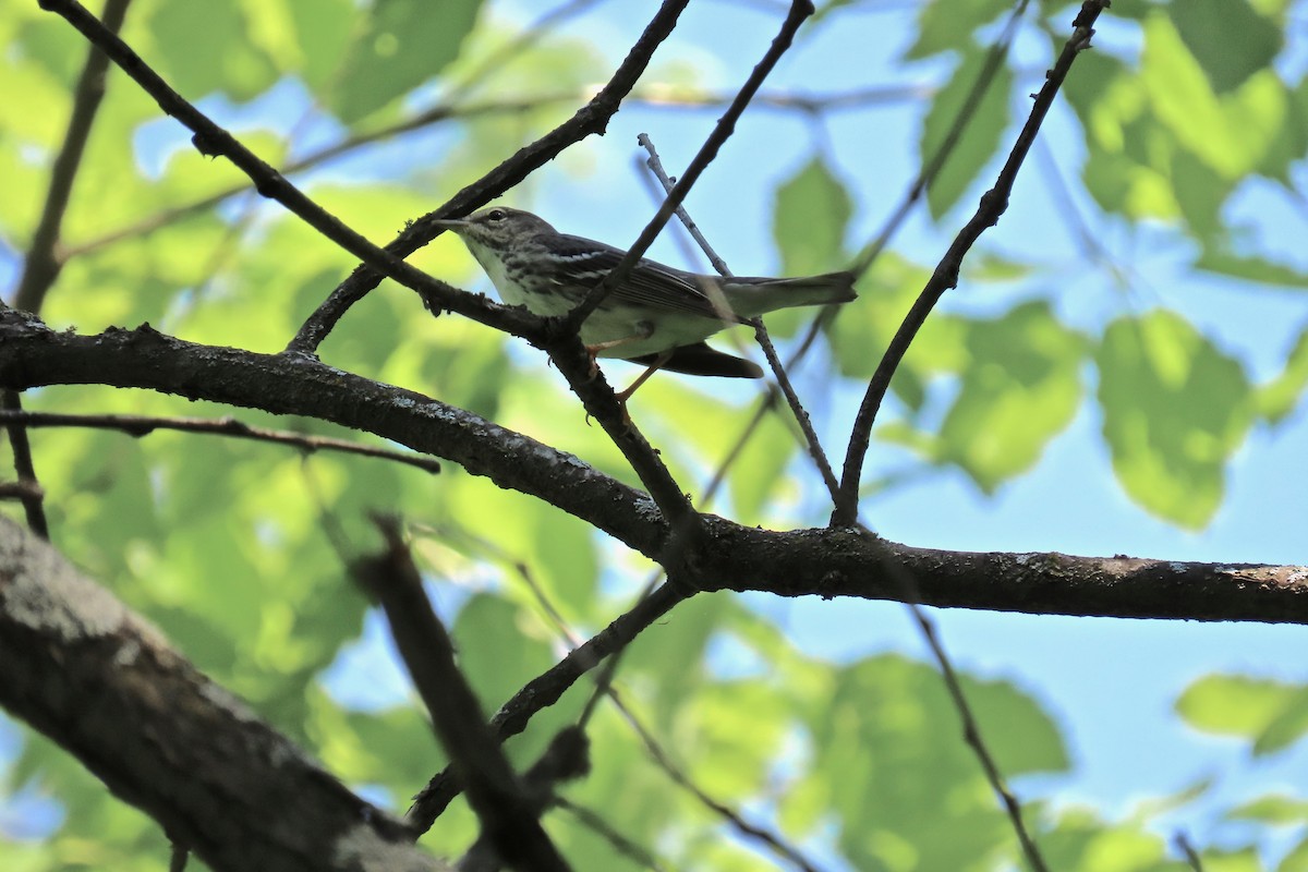 Blackpoll Warbler - ML635696091